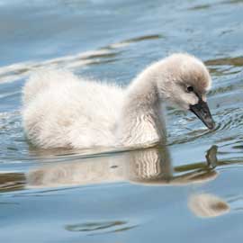 cygnet